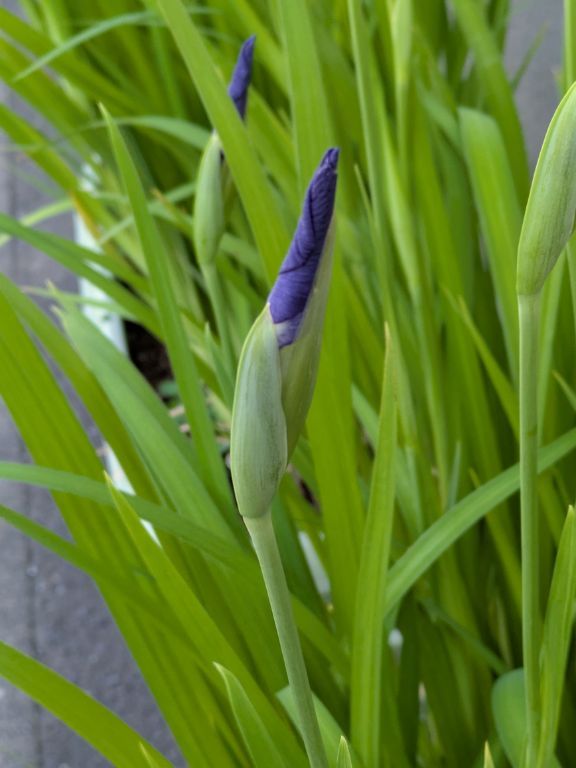 花菖蒲