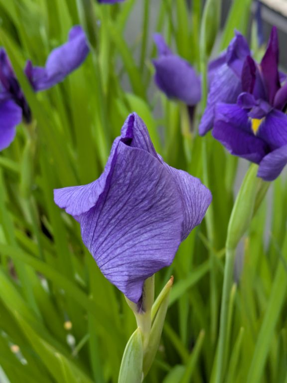 花菖蒲