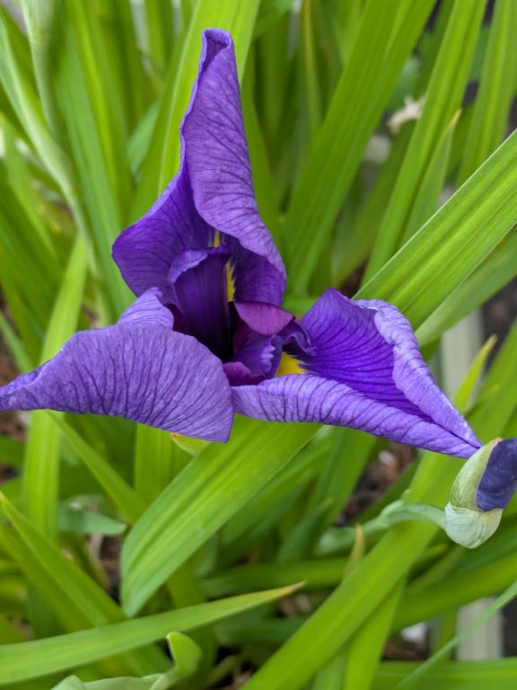 花菖蒲