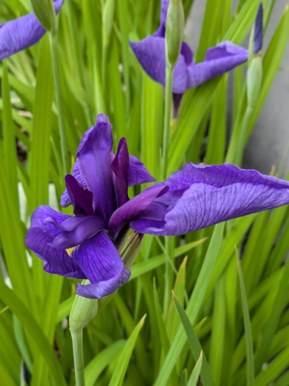 花菖蒲