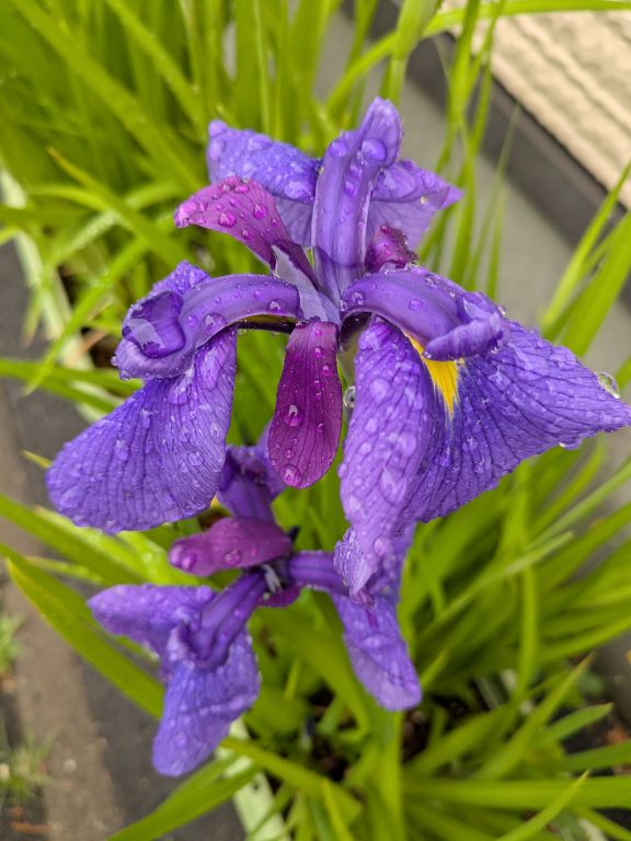 花菖蒲
