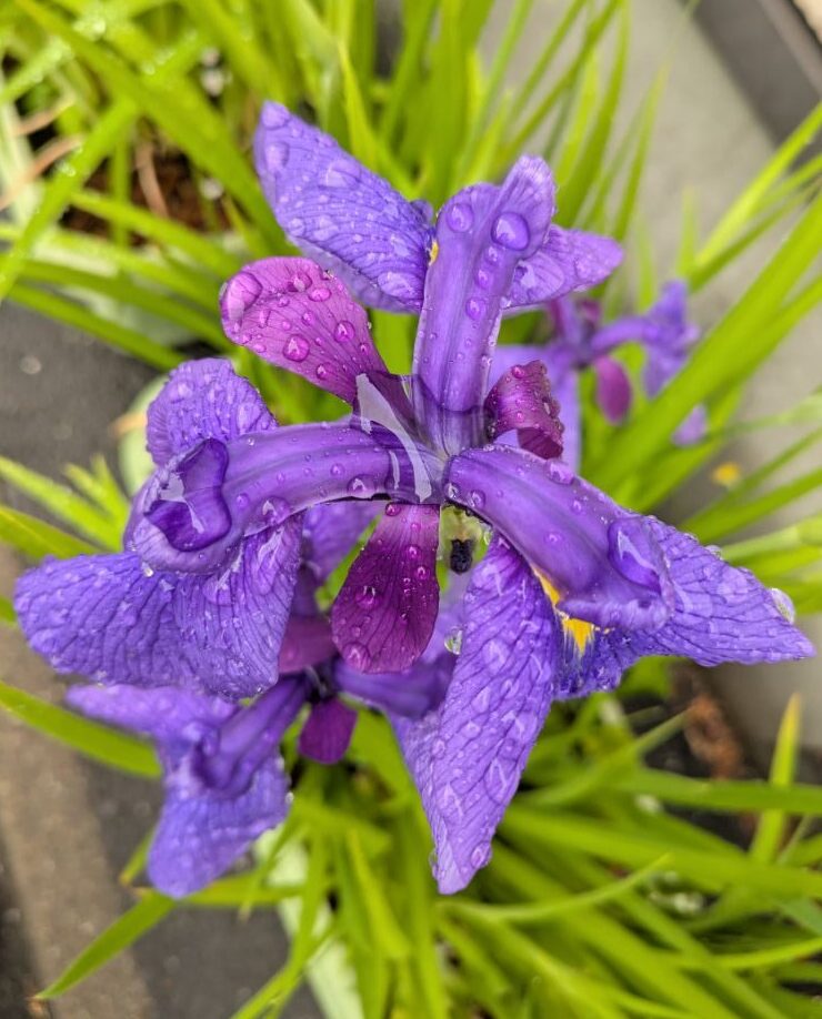 花菖蒲