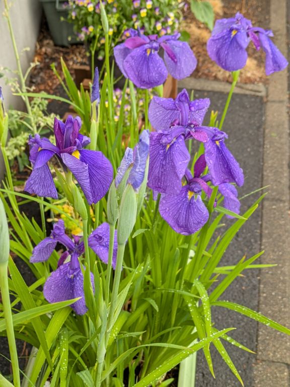 花菖蒲