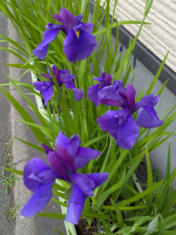 花菖蒲