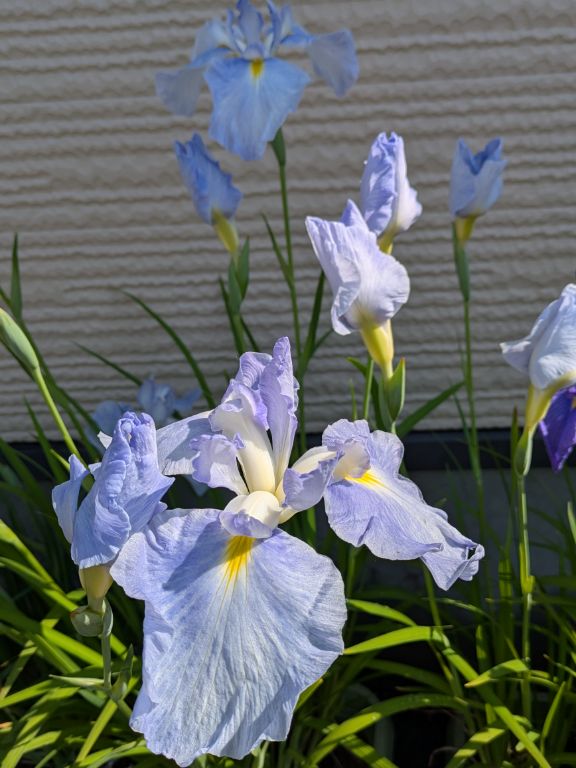 水の光　花菖蒲