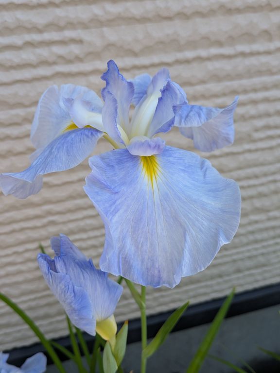 水の光　花菖蒲