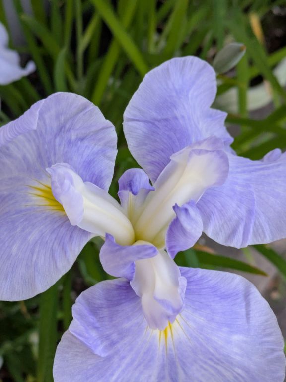 水の光　花菖蒲