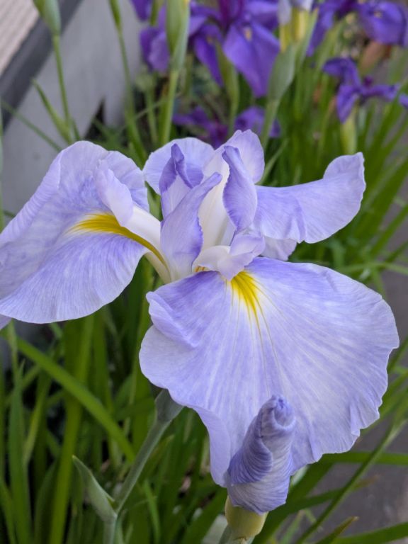 水の光　花菖蒲