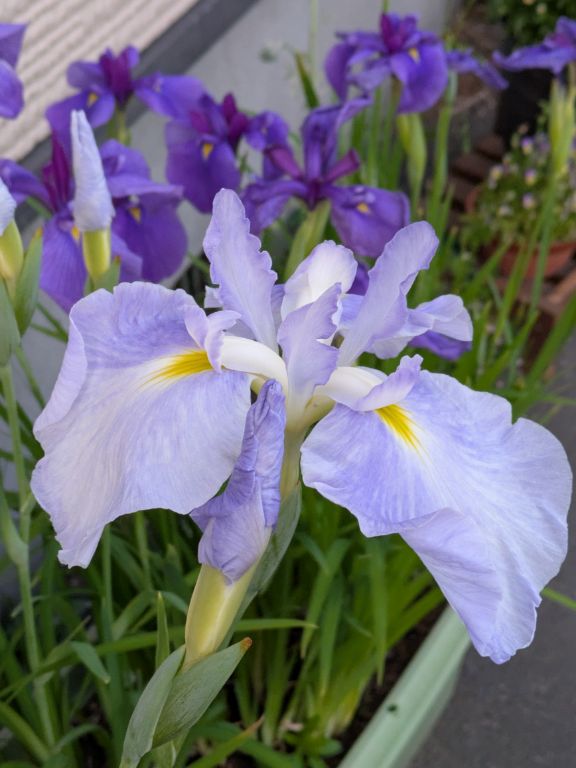 水の光　花菖蒲