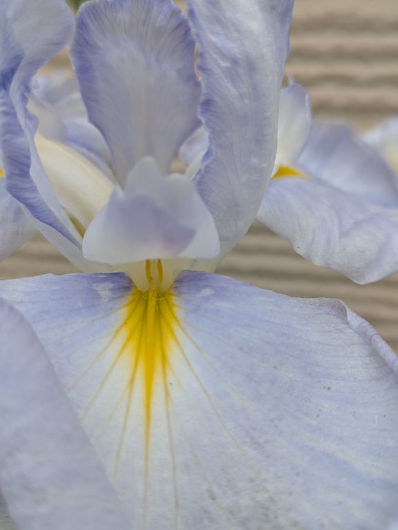 花菖蒲　水の光