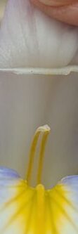 花菖蒲　水の光