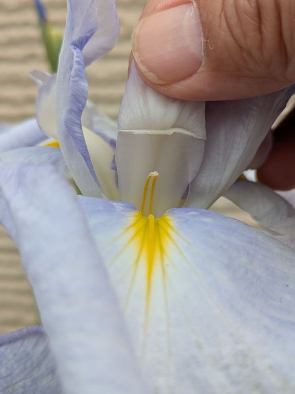 花菖蒲　水の光
