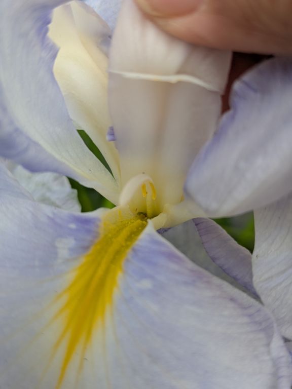 花菖蒲　水の光