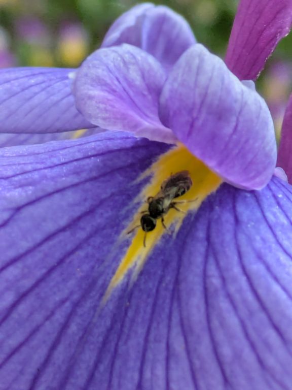 花菖蒲とハナバチ