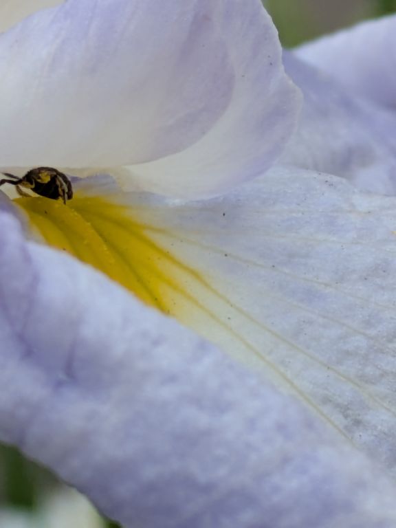 花菖蒲とハナバチ