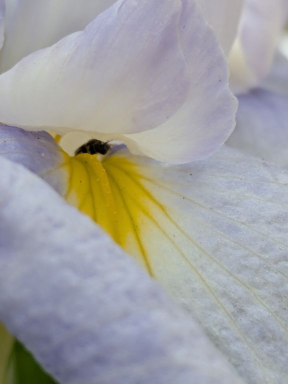 花菖蒲とハナバチ