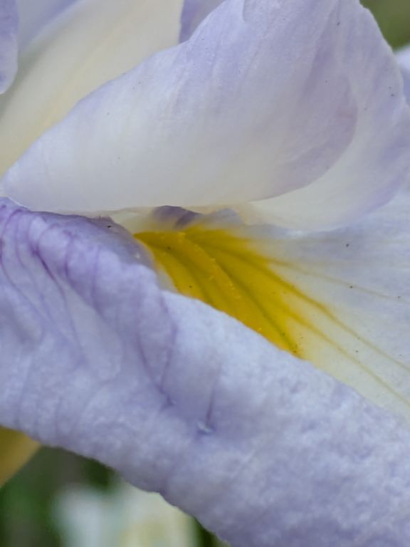 花菖蒲とハナバチ