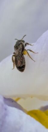 花菖蒲とハナバチ