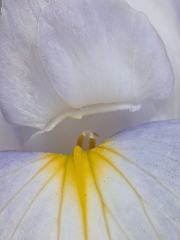 花菖蒲　水の光