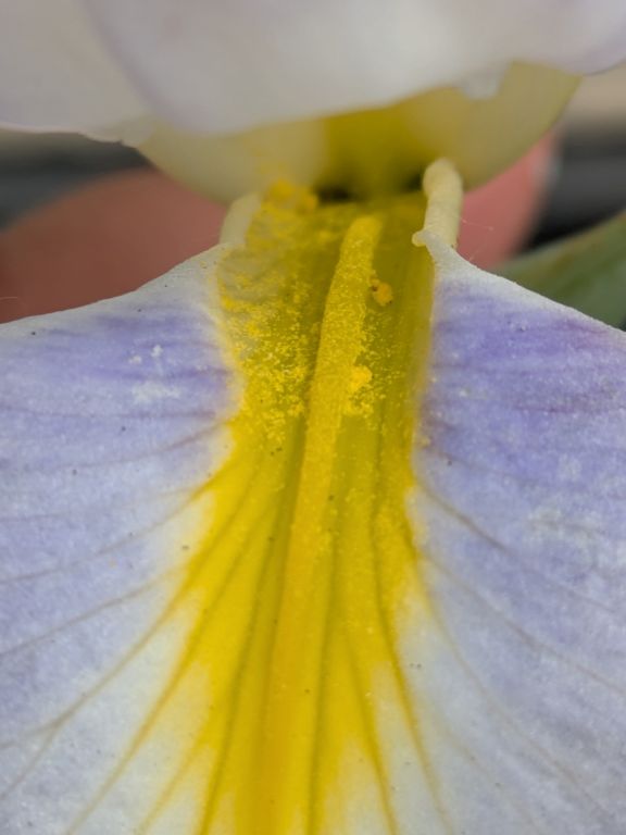 花菖蒲　水の光