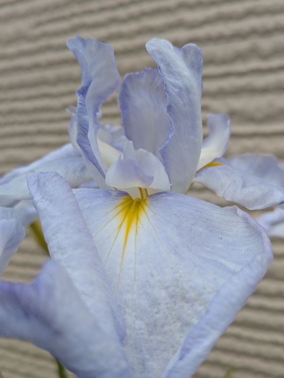 花菖蒲・水の光