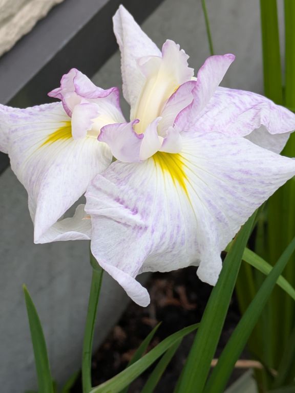 花菖蒲