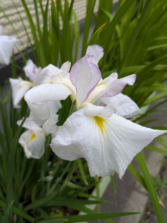 花菖蒲