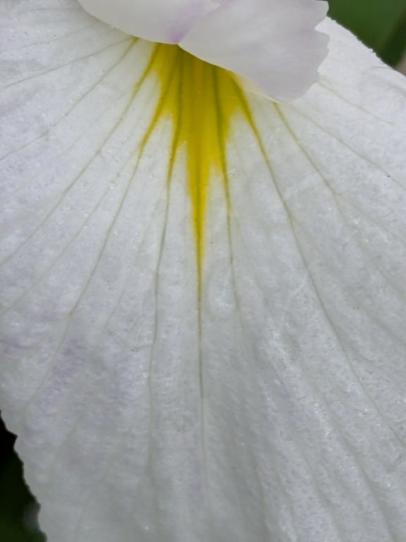 花菖蒲