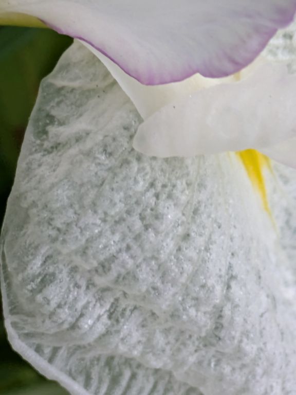 花菖蒲