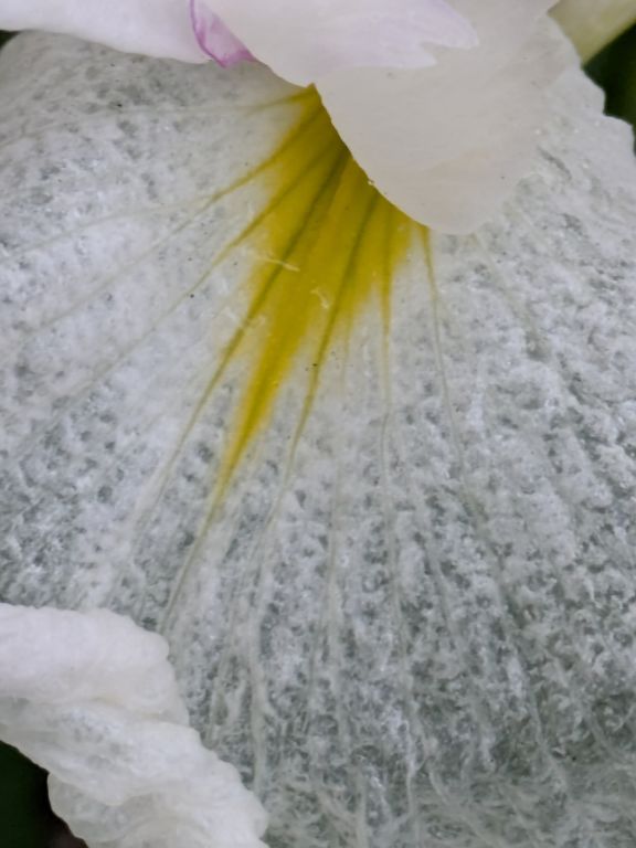 花菖蒲