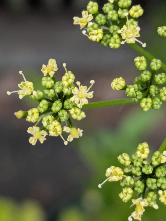 パセリの花