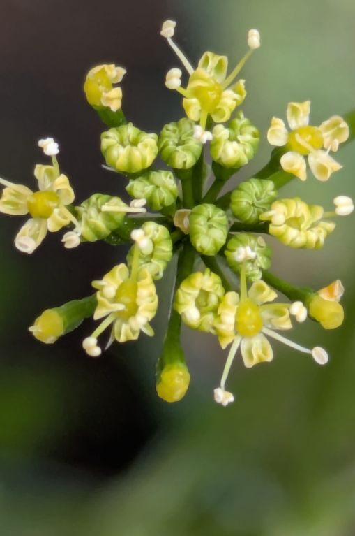 パセリの花
