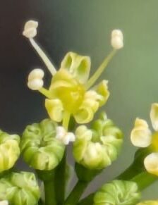 パセリの花