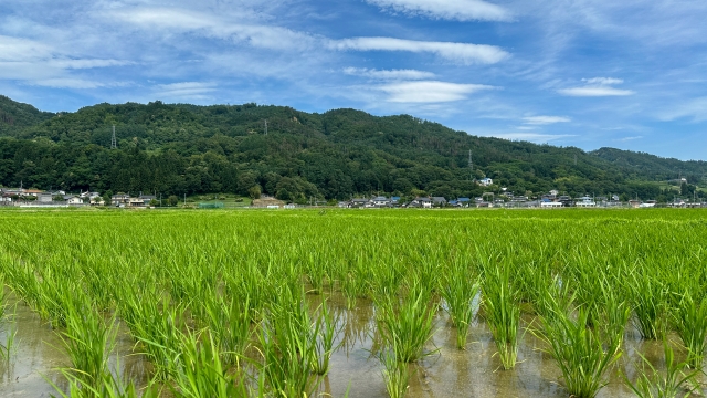 田んぼと稲