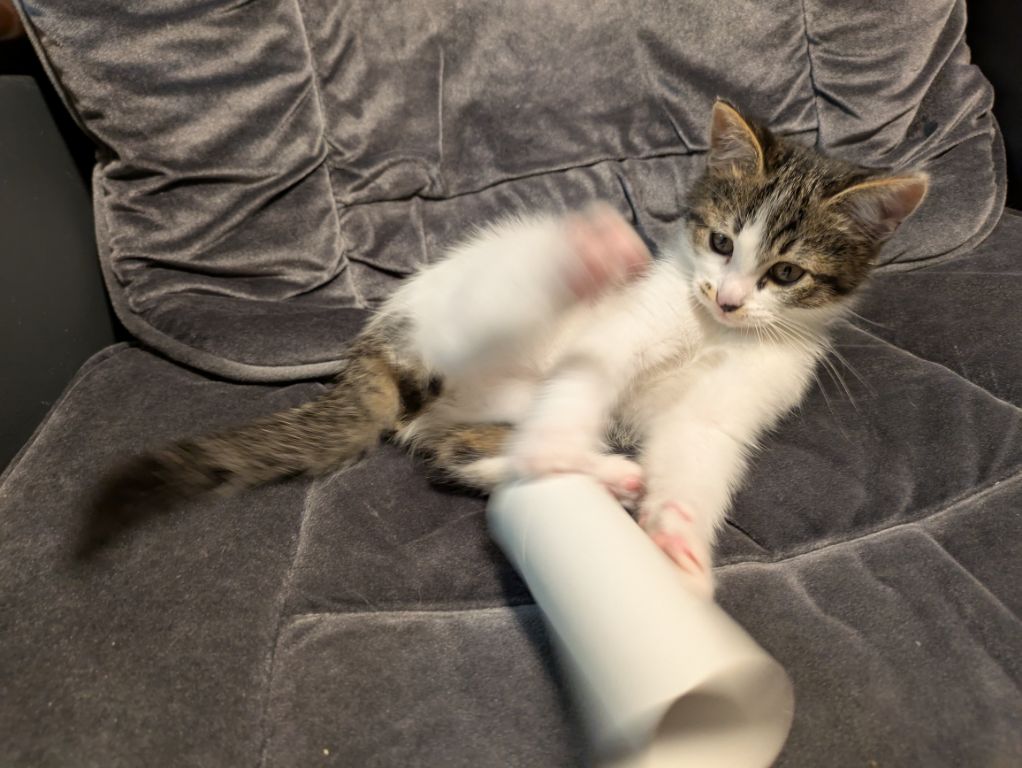 仔猫