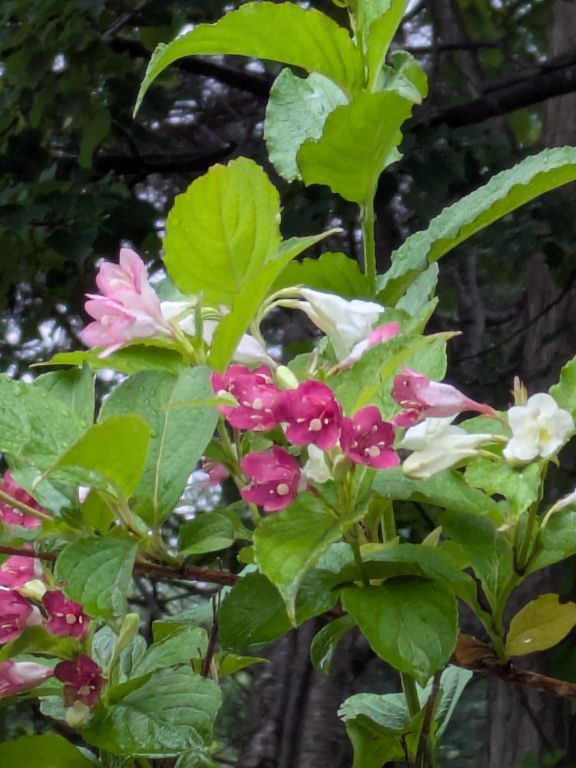 ニシキウツギ？