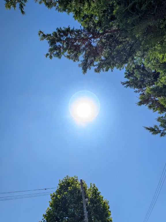夏の太陽