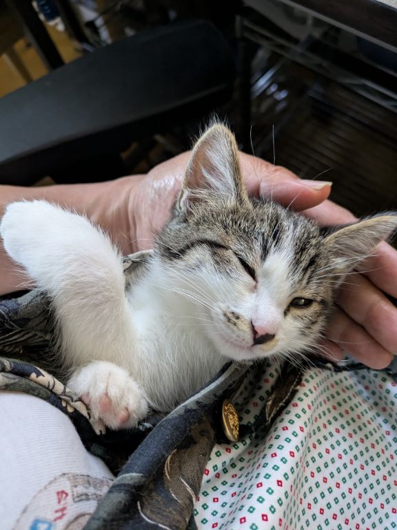 猫の昼寝