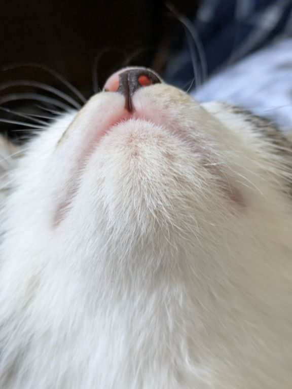 猫の寝相