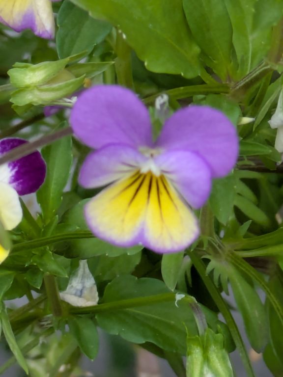 ビオラの花