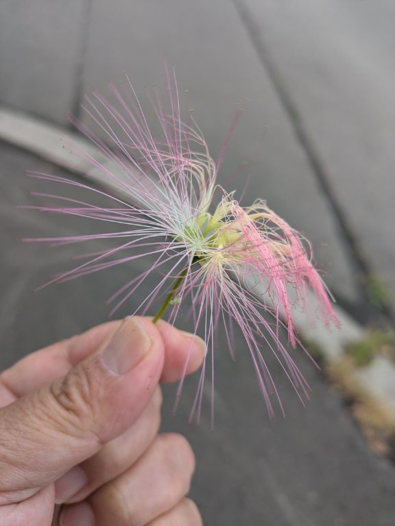 ネムノキの花