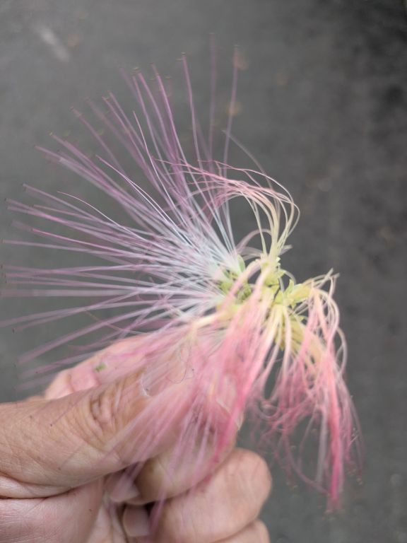 ネムノキの花