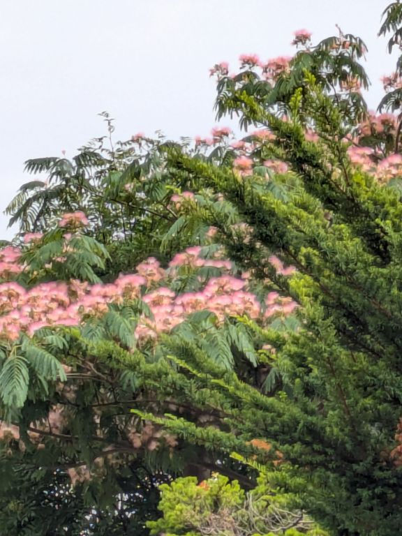 ネムノキの花