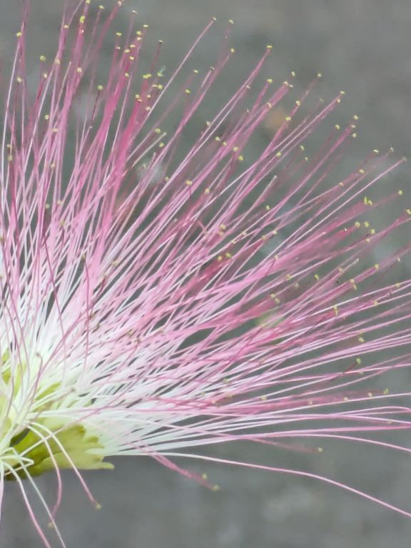ネムノキの花