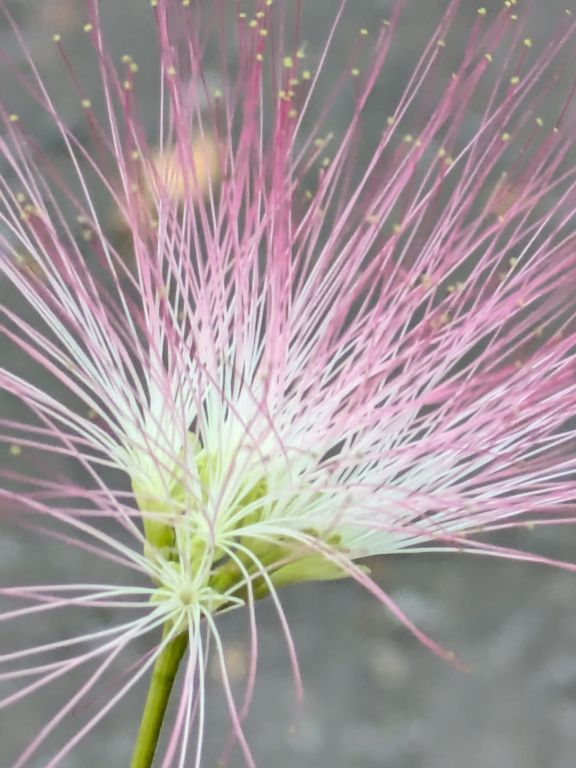 ネムノキの花