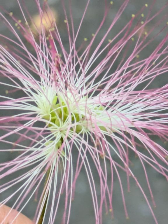 ネムノキの花