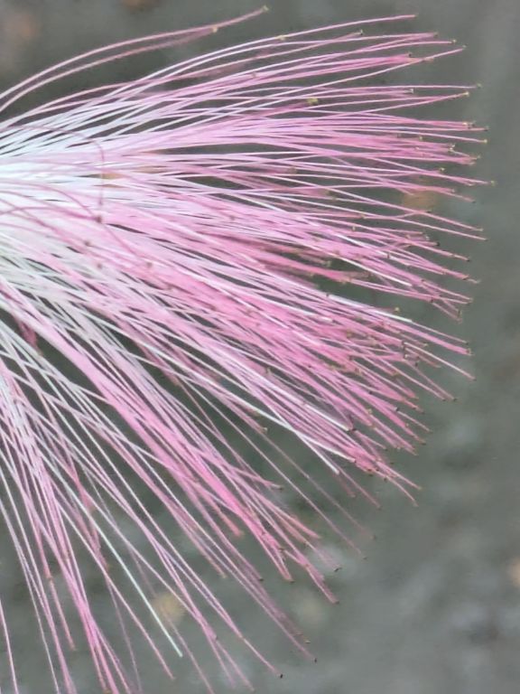 ネムノキの花