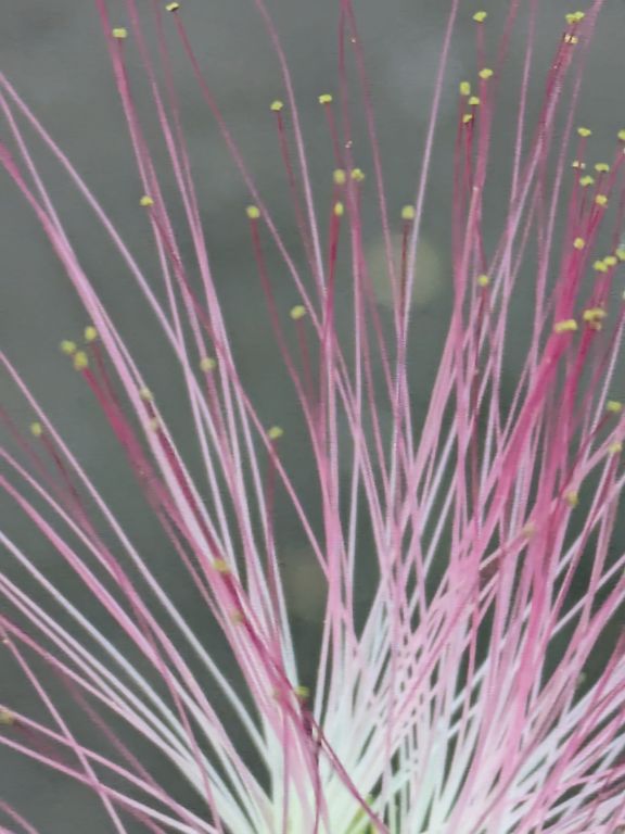 ネムノキの花