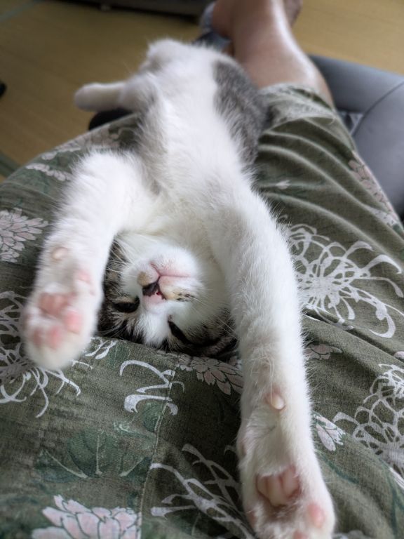 猫ワクチン接種後の仔猫