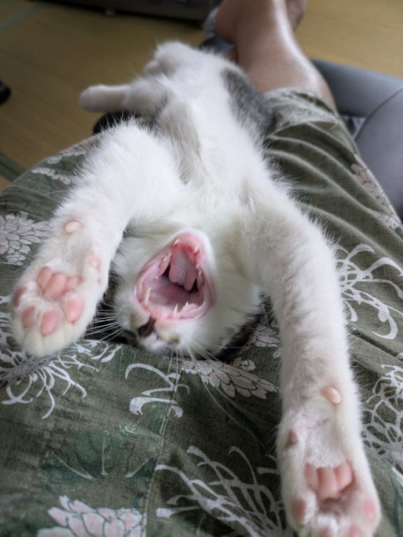 猫ワクチン接種後の仔猫
